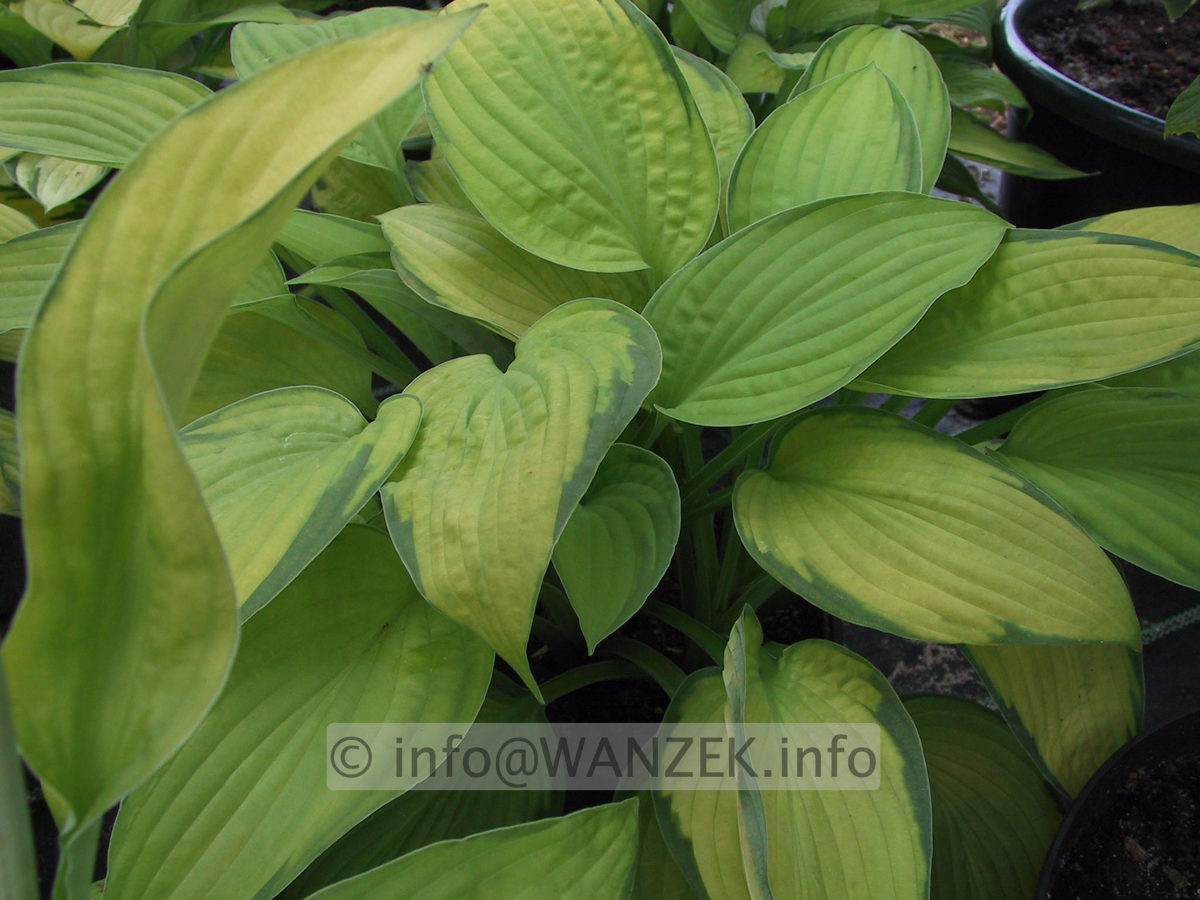 Hosta fortunei Gold Standard 07.JPG